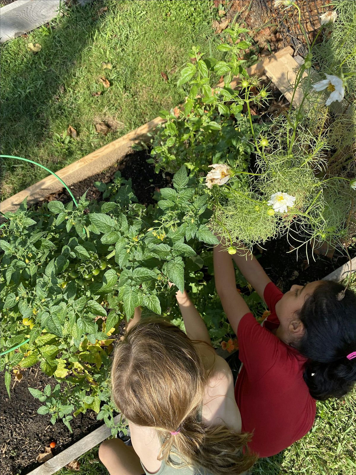 Celebration of Food: Cooking Your Harvest, 9 September | Event in Braddock | AllEvents