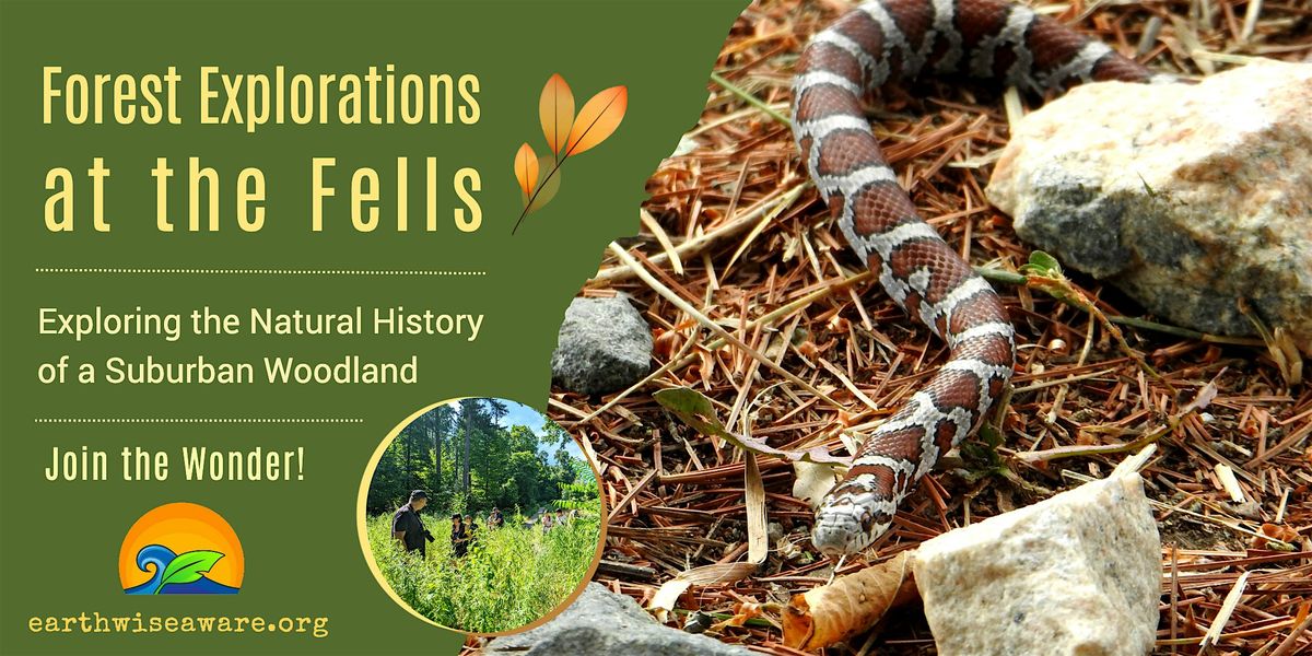 Summer Forest Explorations, 26 July | Event in Stoneham | AllEvents
