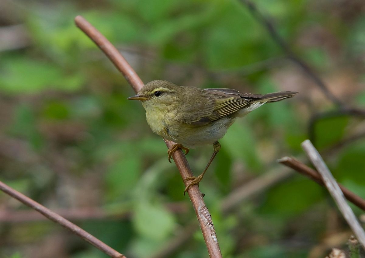 Introduction to Warbler Identification with Duncan Woodhead, 9 May | Event in Knotting Green | AllEvents