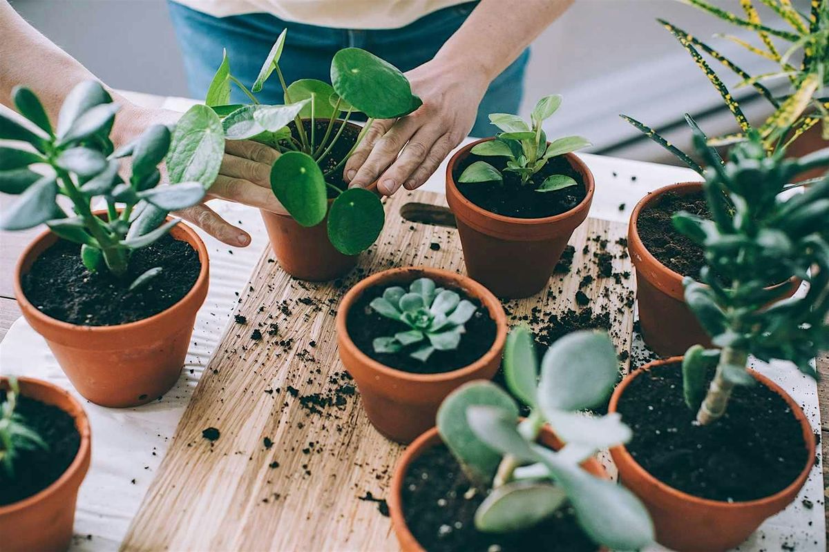 Plant Swap & Propagation Workshop, 20 November | Event in Glasgow | AllEvents