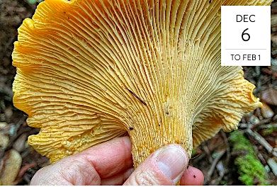 Winter Mushroom Foraging Classes (Sonoma Coast), 6 December | AllEvents