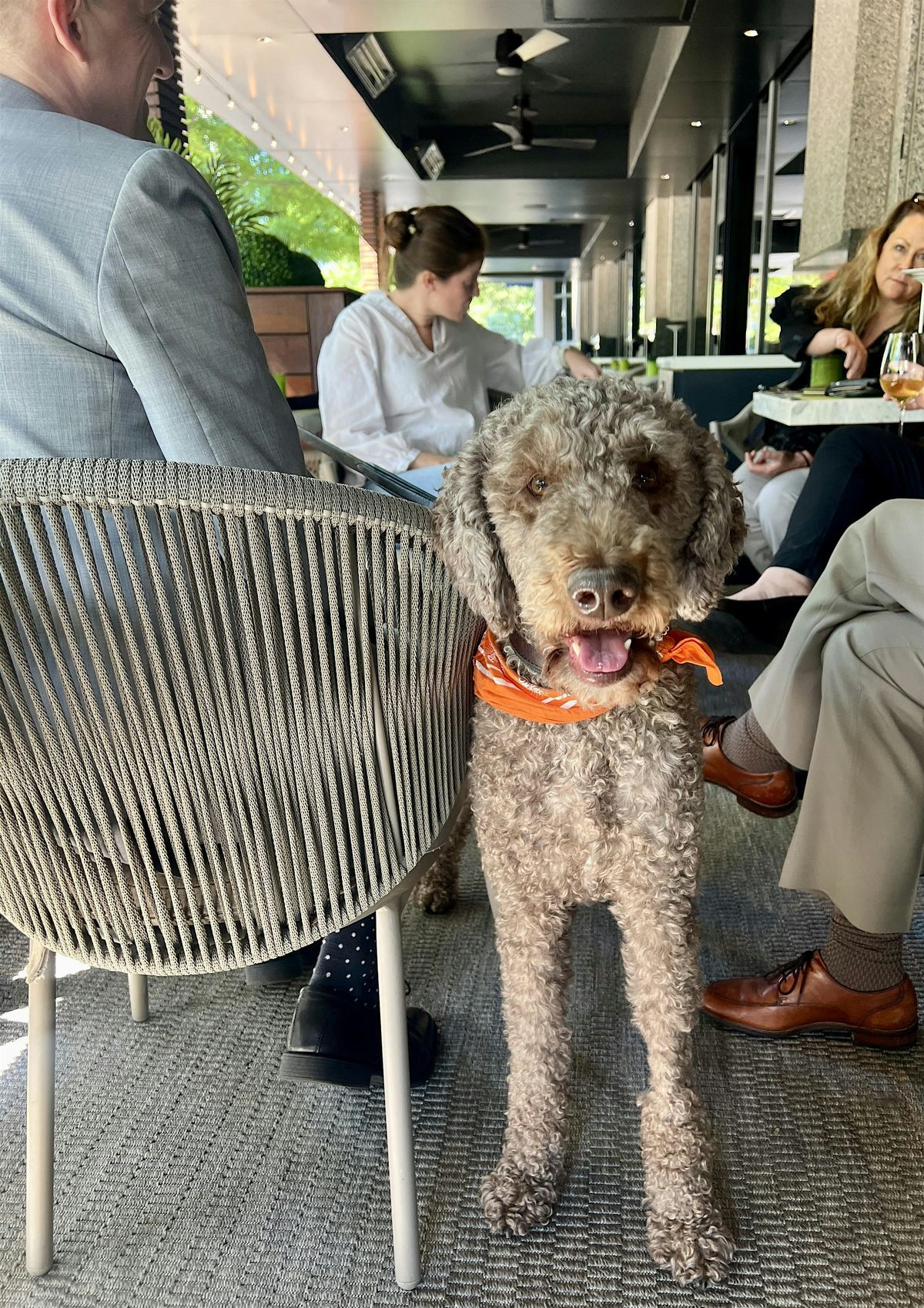 Yappy Hour on the Patio, 29 May | Event in Atlanta | AllEvents