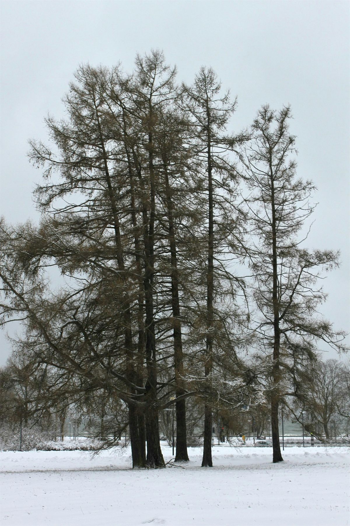 A Deep Winter Dive into Runes with Kari Tauring, 6 December | Event in Minneapolis | AllEvents