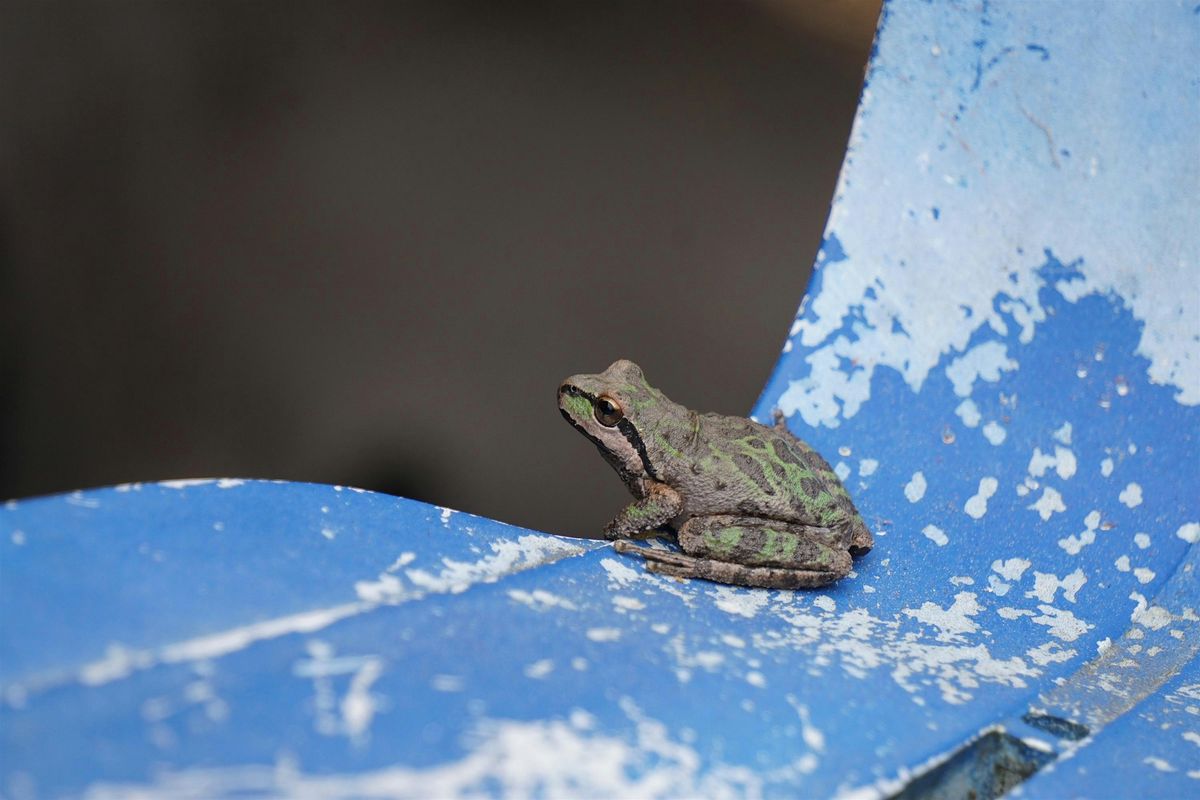 Herpetology Walk, 23 August | Event in Stinson Beach | AllEvents