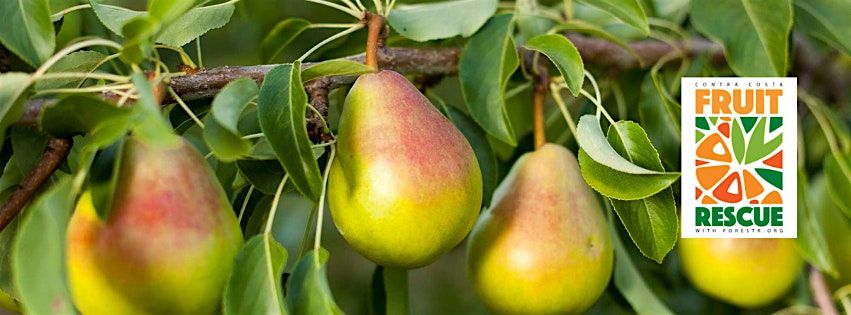 Fruit Rescue - PEAR harvest at the RES.  - Lafayette, 17 August | Event in Lafayette | AllEvents