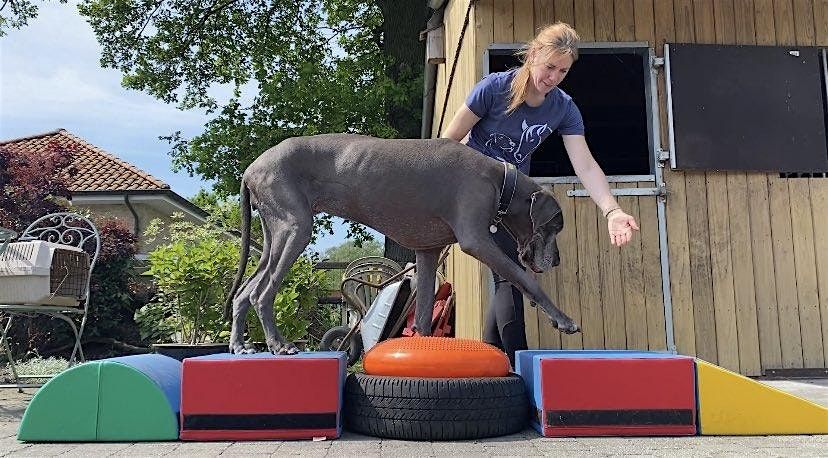 Introductie tot fun & balans - adult vanaf 1 jaar tot senior | Event in Arendonk | AllEvents