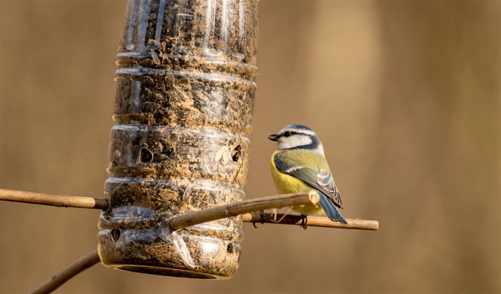 Build-Your-Own Birdfeeders with Dad, 12 July | Event in Egg Harbor Township | AllEvents