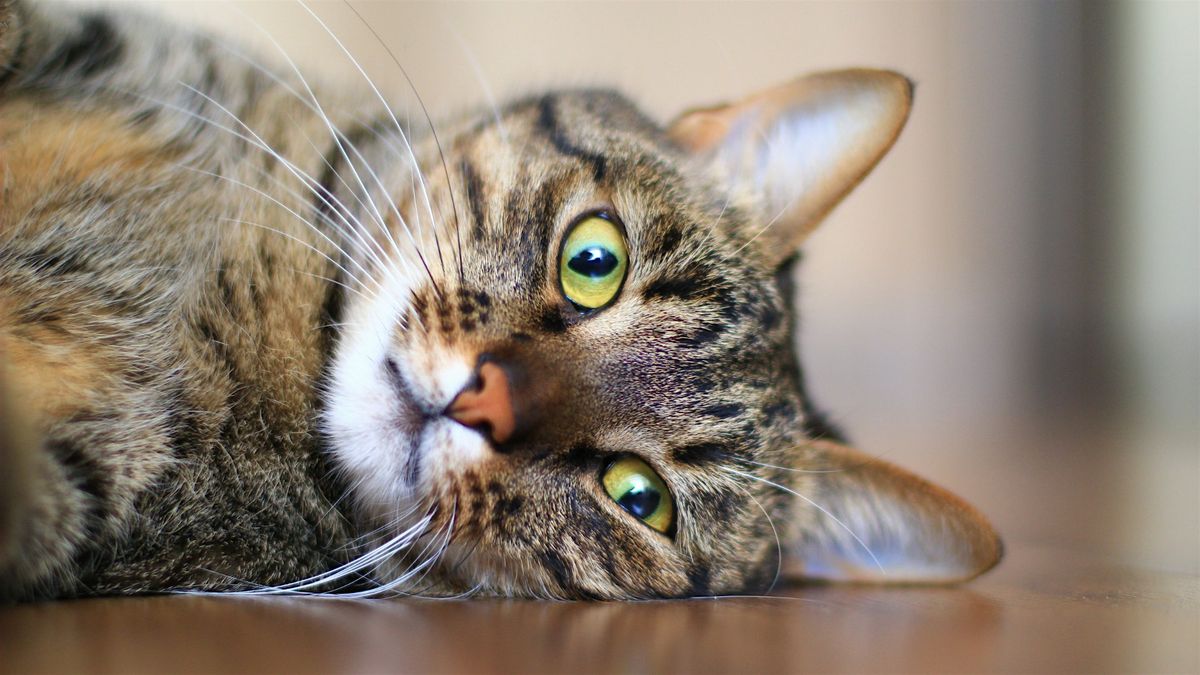How To Make Your Cat Love You. With Science!, 10 October | Event in Austin | AllEvents