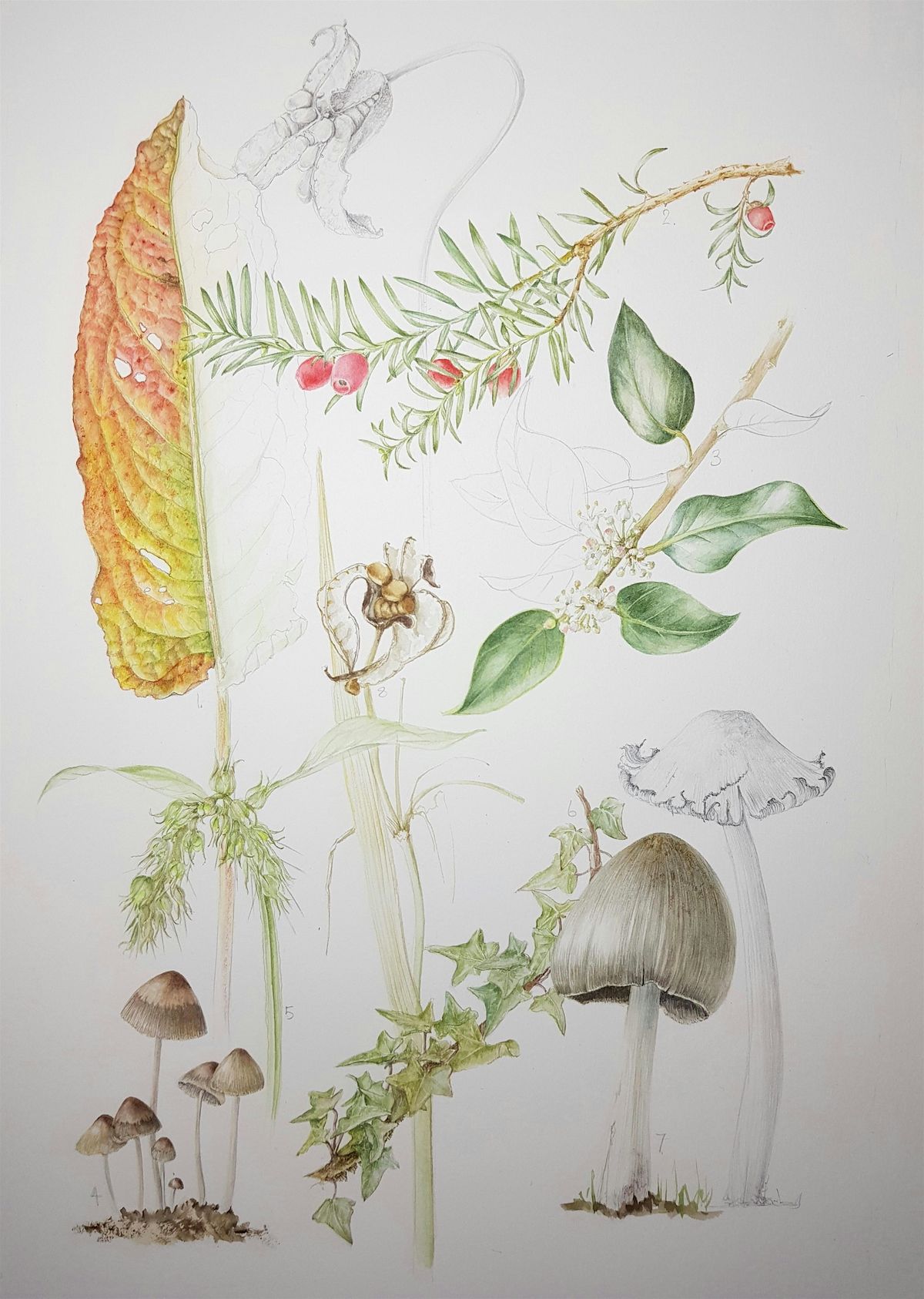 Autumn Botanical Painting Workshop, 8 October | Event in Salisbury | AllEvents