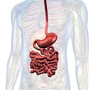 Chicago SGNA Fall Into GI 2025, 4 October | Event in Elmhurst | AllEvents