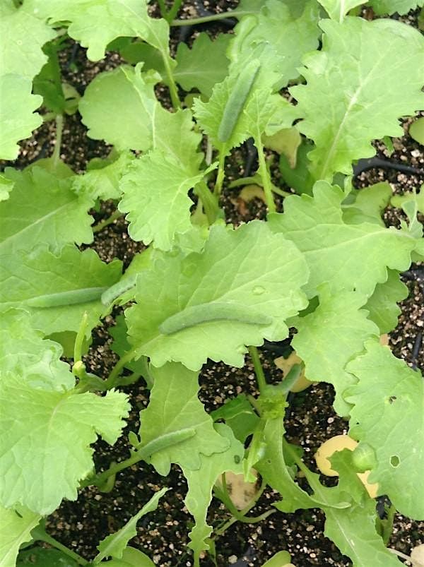 Managing Insect and Disease Issues in Your Garden, 22 July | Event in Pittsburgh | AllEvents