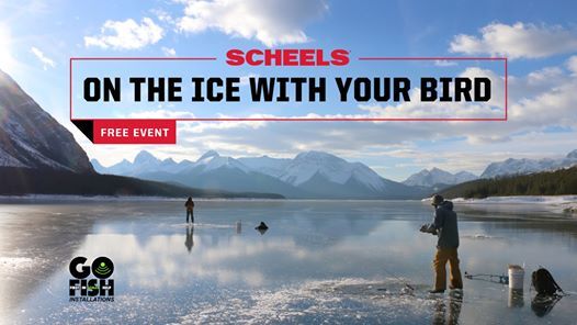 scheels billings mt