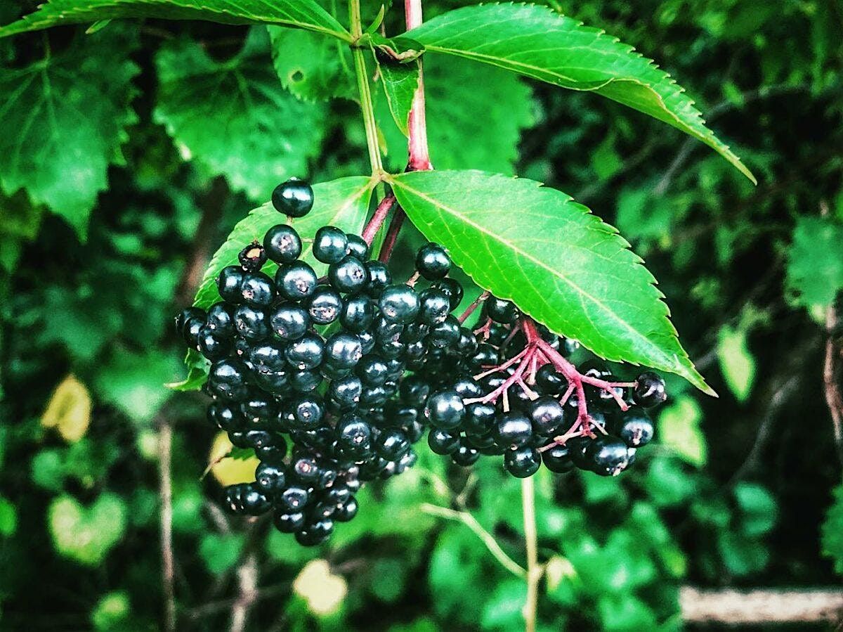 5-21-2025  All About Elderberry, 21 May | Event in Odessa | AllEvents