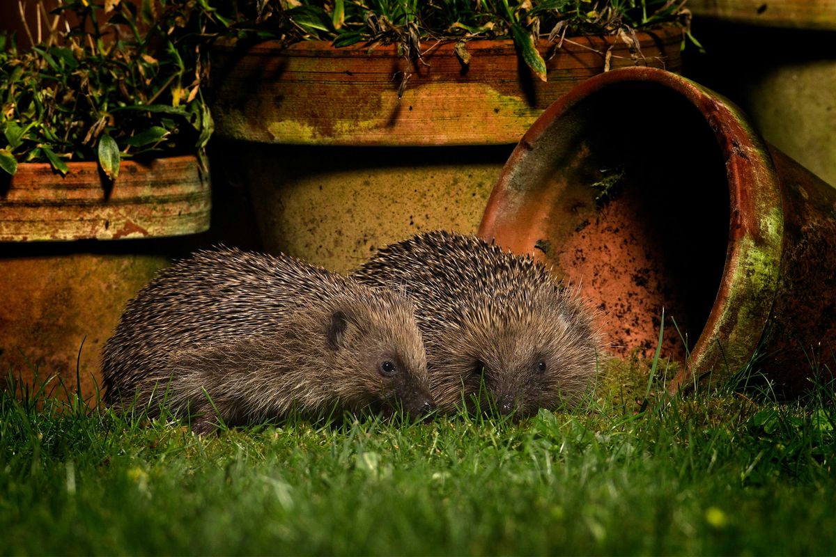 Hedgehog House Building Workshop, 22 October | Event in Sunderland | AllEvents
