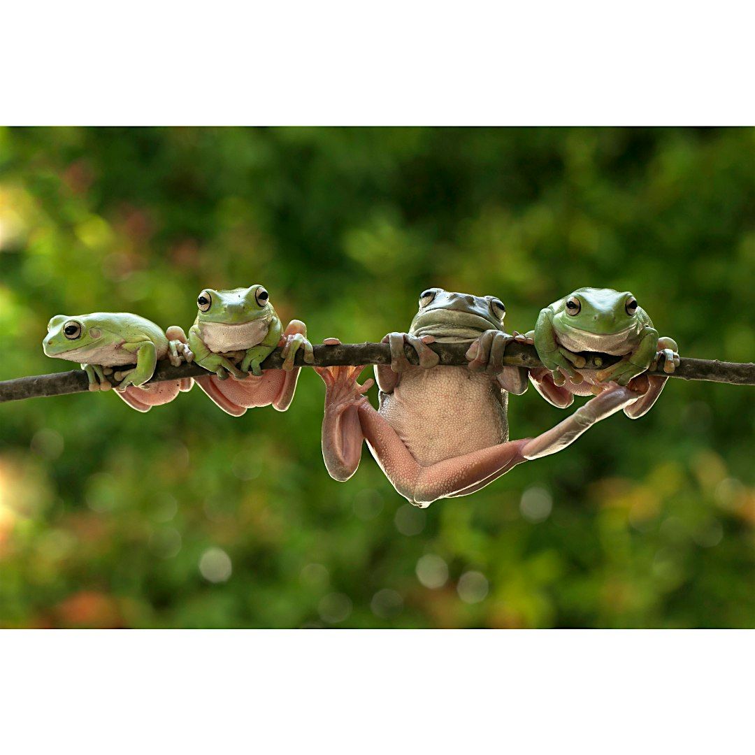 Frogs and Friends: Tiny Tots (Ages 3-5), $4 per child upon arrival, 31 July | Event in Kings Park | AllEvents