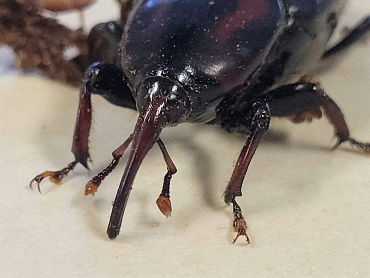Florida First Detector-Pest Detection and Management, 10 July | Event in Oxford | AllEvents