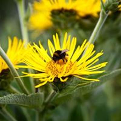 Edwina Hodkinson; Consulting Medical Herbalist and GAPS Practitioner