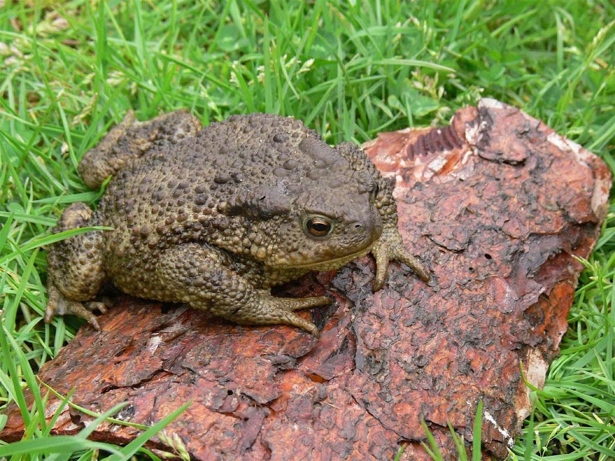 Amphibian Ecology and Survey Techniques, 28 February | Event in Maidstone | AllEvents