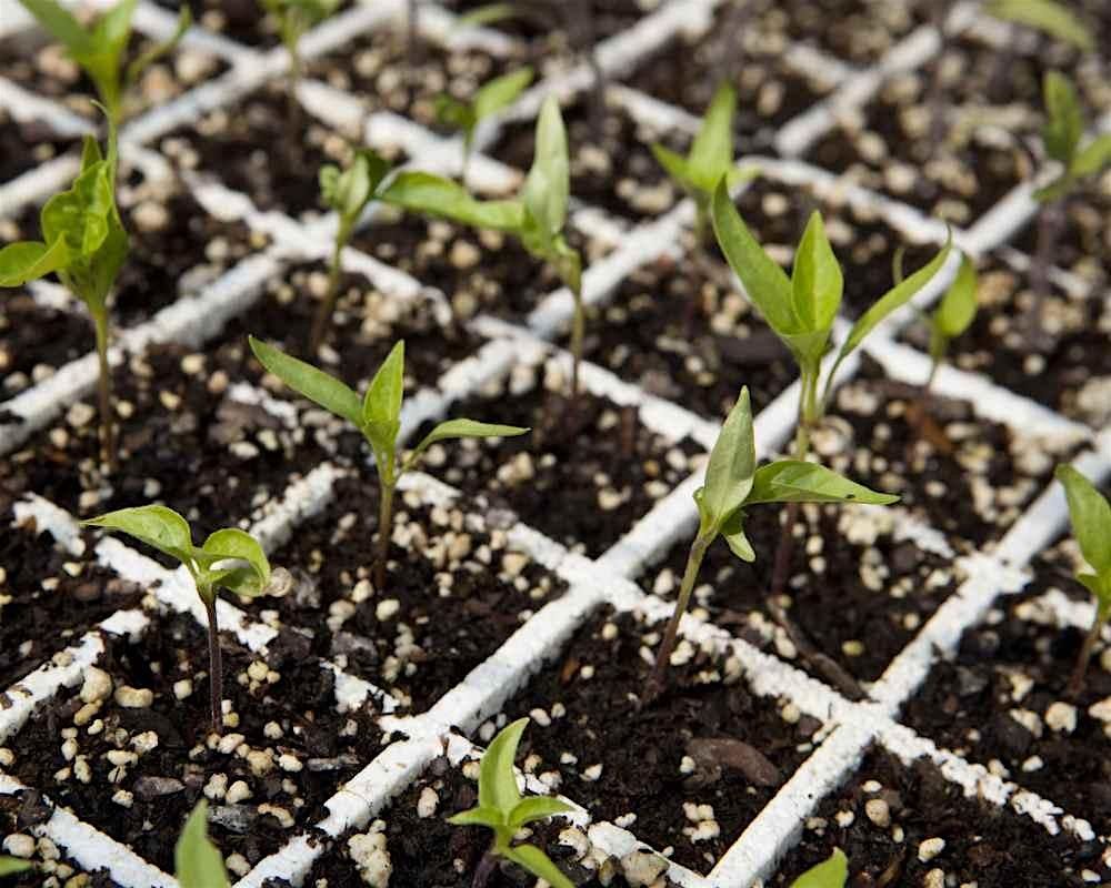Seed Starting 101, 13 September | Event in Davie | AllEvents