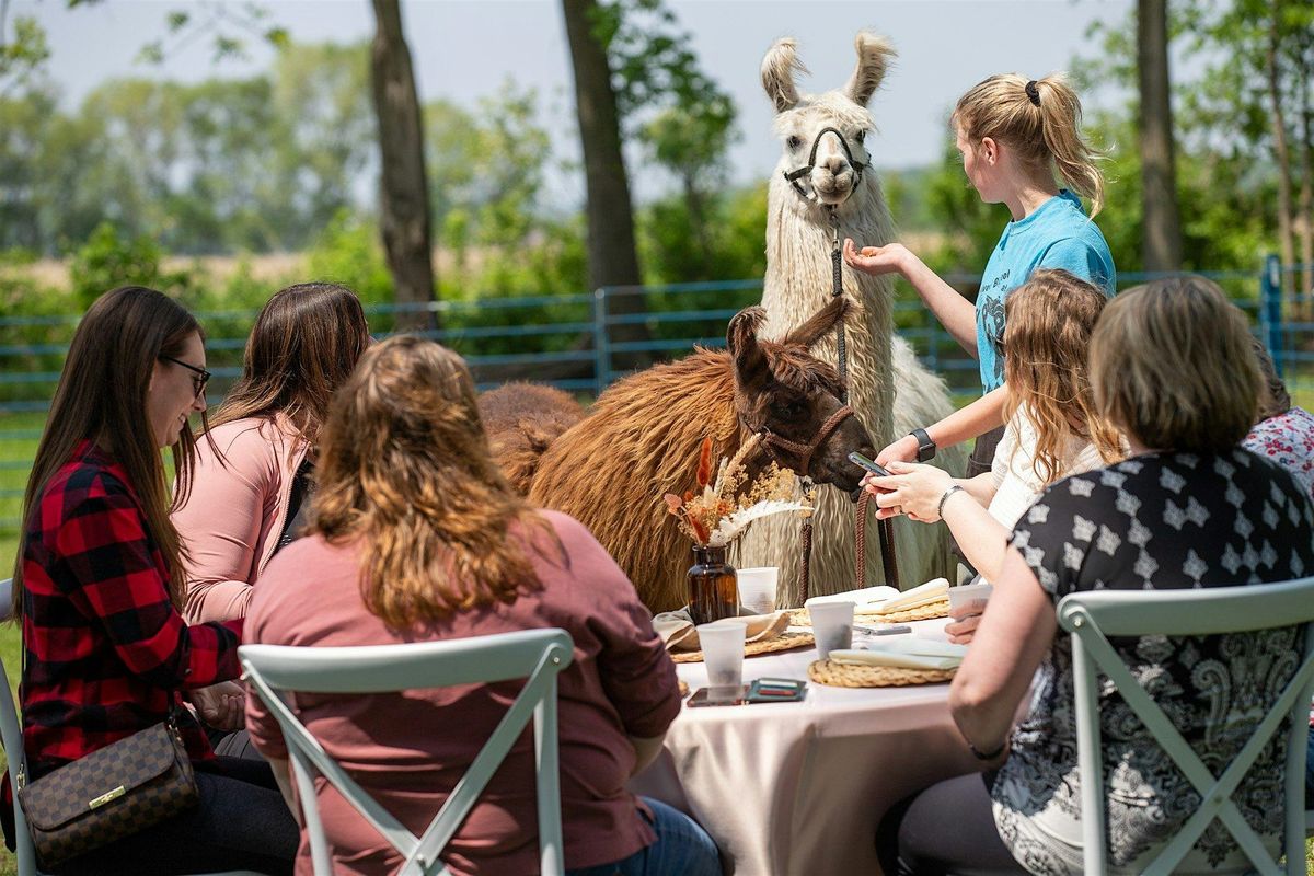 Lunch with Llamas, 14 June | Event in Hastings | AllEvents
