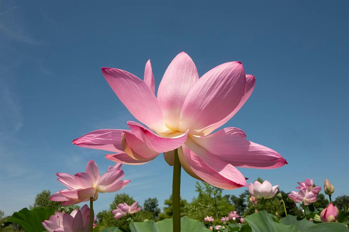 Mindful Walk and Nature Meditation w/ Laura 8/13 at 6pm, 13 August | Event in Washington | AllEvents