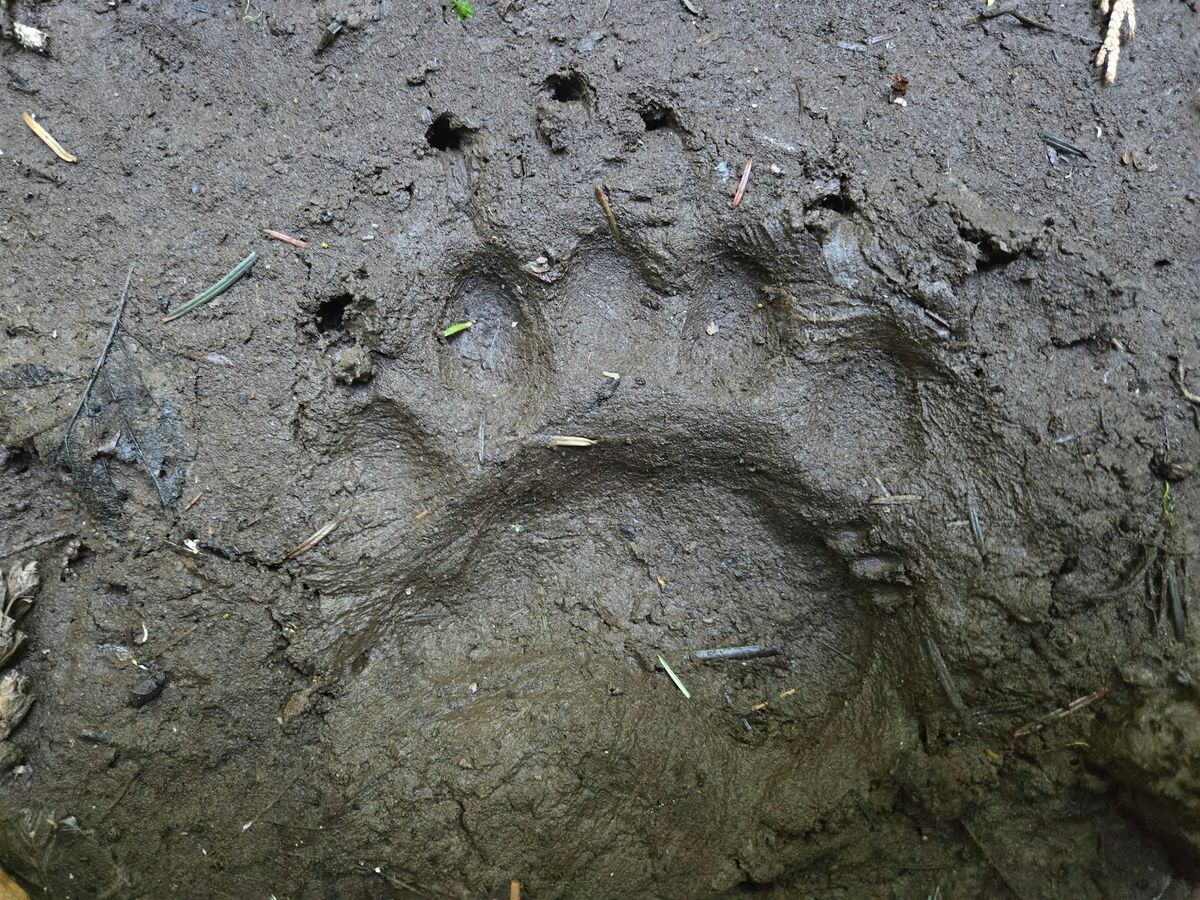 Wildlife Track & Sign Certification in Okanagan, BC (April 2026), 11 April | AllEvents