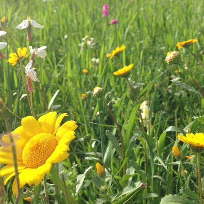 Pushing Up The Daisies logo