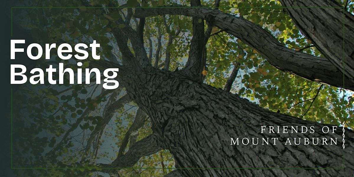 Forest Bathing, 16 August | Event in Cambridge | AllEvents
