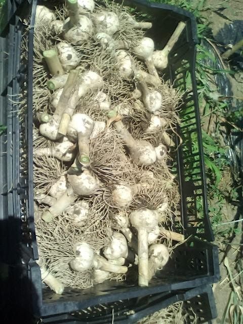 Growing Ginger Indoors & Out, 7 October | Event in Pittsburgh | AllEvents