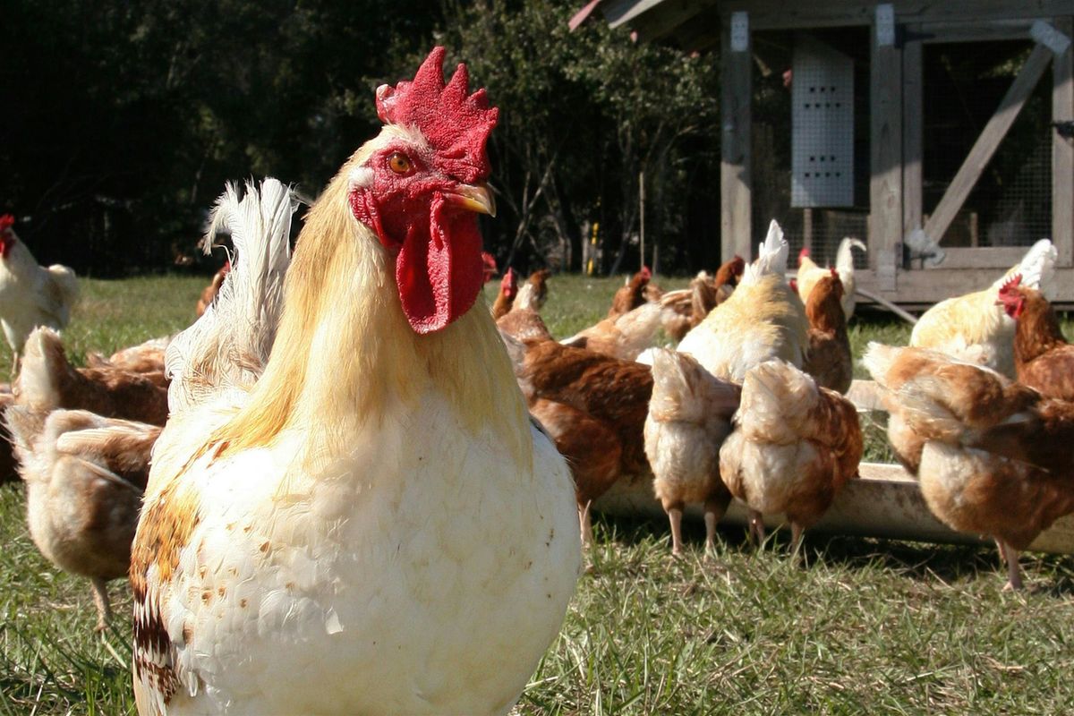Backyard Chicken Class, 11 December | Event in Cocoa | AllEvents