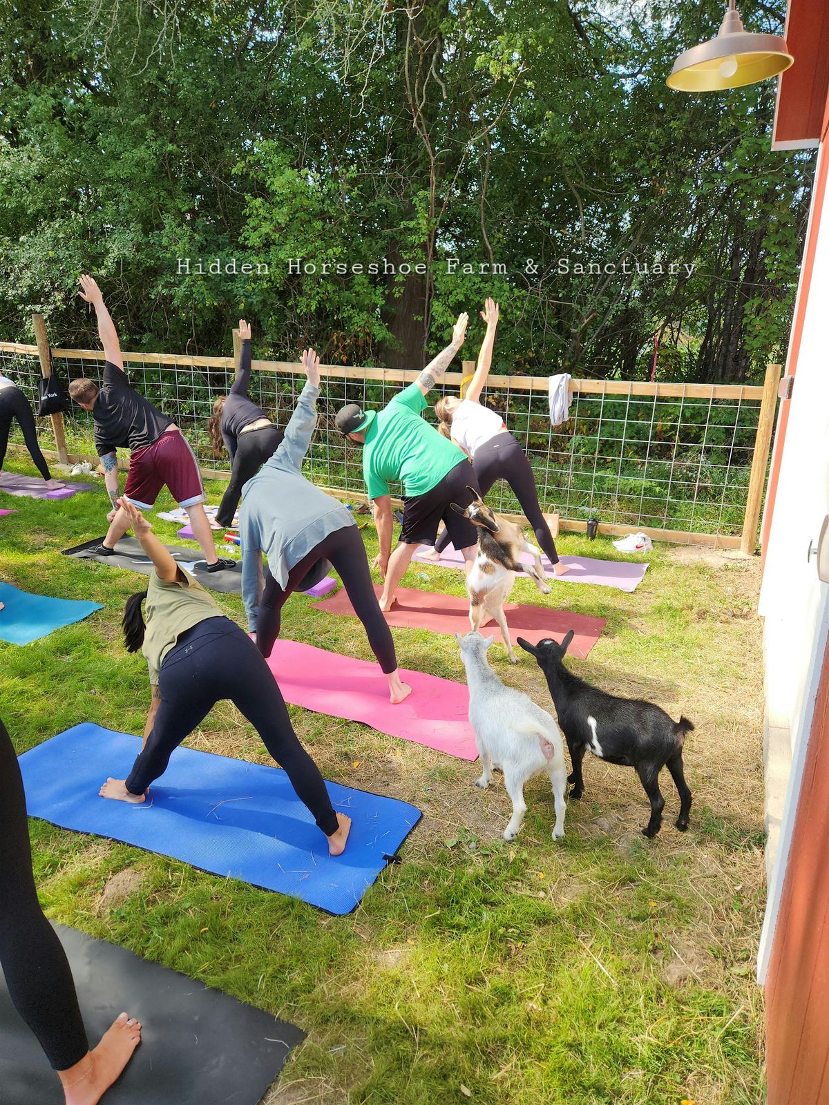 GOAT YOGA! (Yoga, with goats) September session, 7 September | Event in Auburn | AllEvents