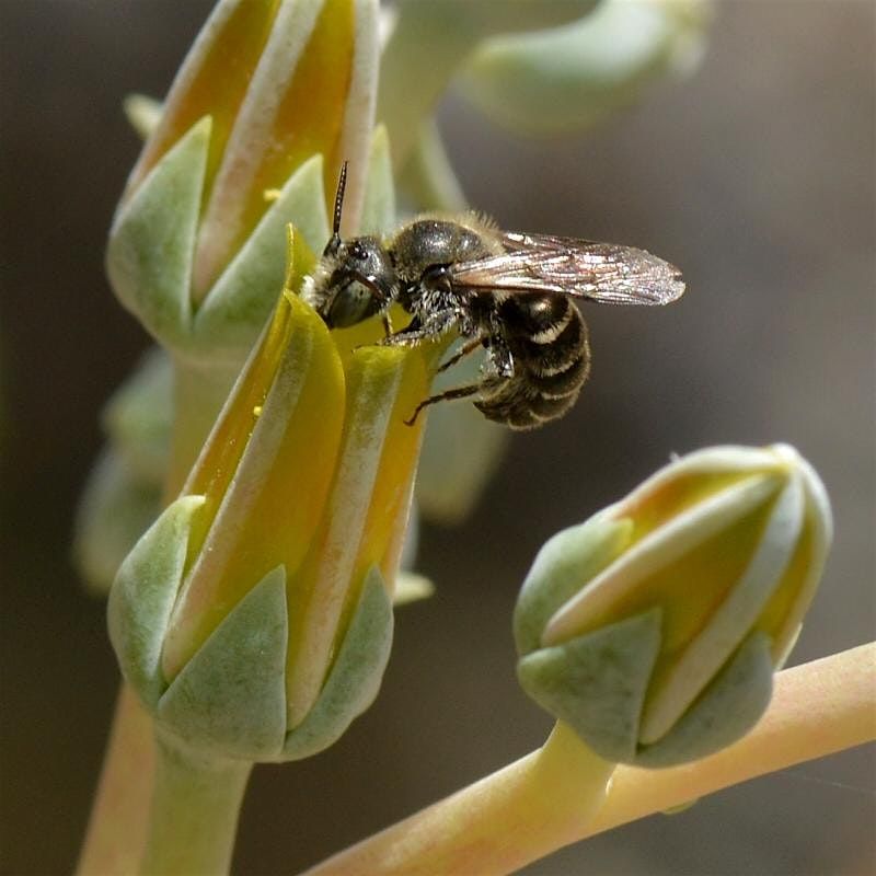Pollination Syndrome: How Plants Attract Pollinators with Terry Huang | Event in Sun Valley | AllEvents