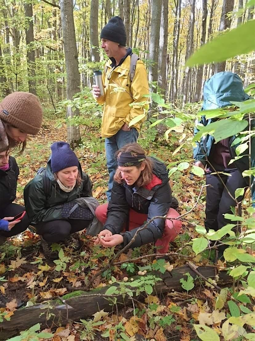 Intro to mushroom identification and foraging, 21 September | Event in Wasaga Beach | AllEvents