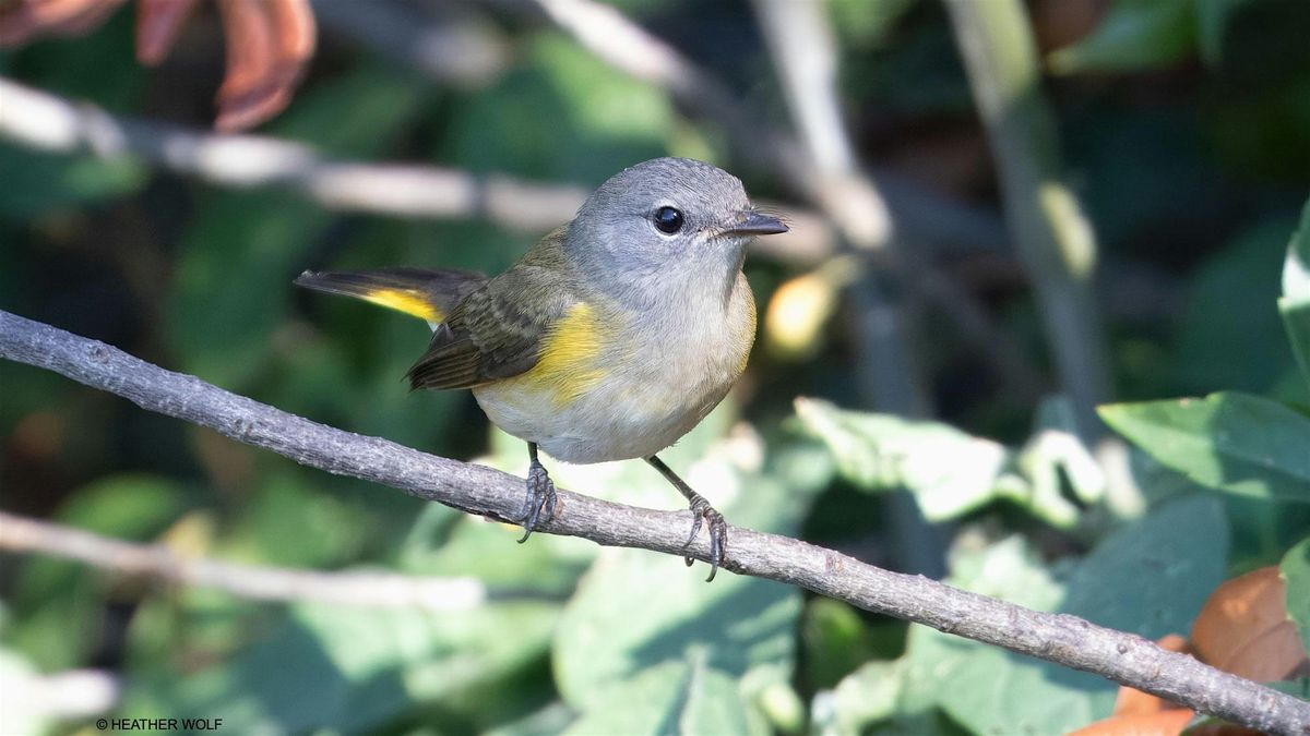 Fall Migration Bird Tour in Brooklyn Bridge Park | Event in Brooklyn | AllEvents