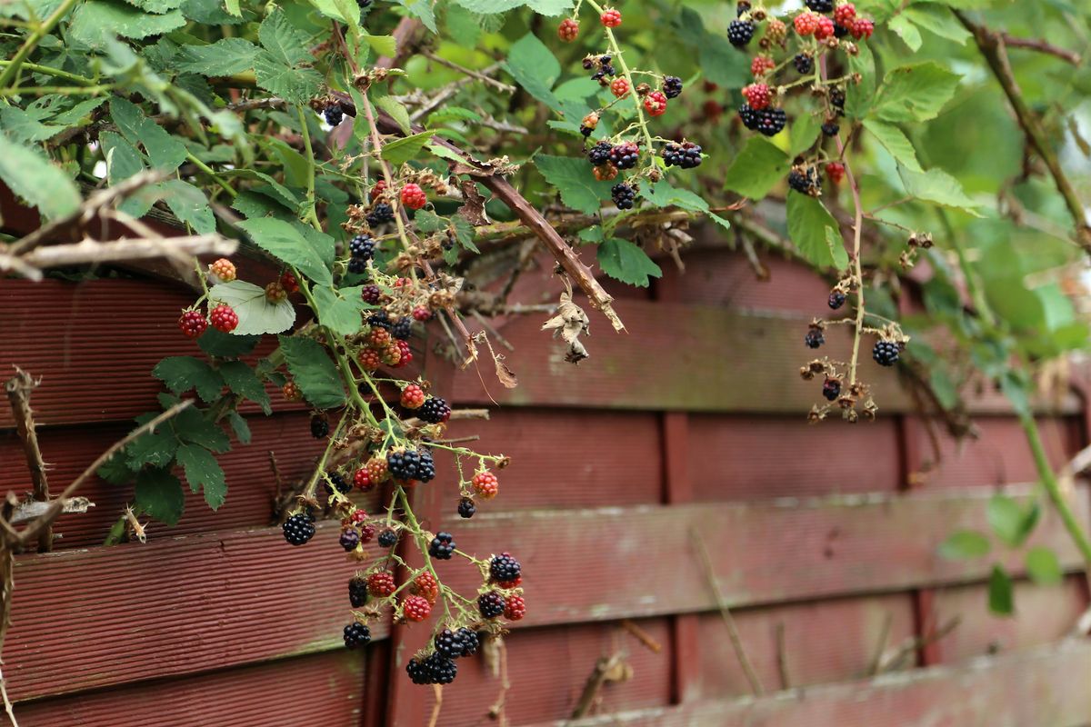 Controlling Common Invasive Plants at Division, 23 August | Event in Portland | AllEvents