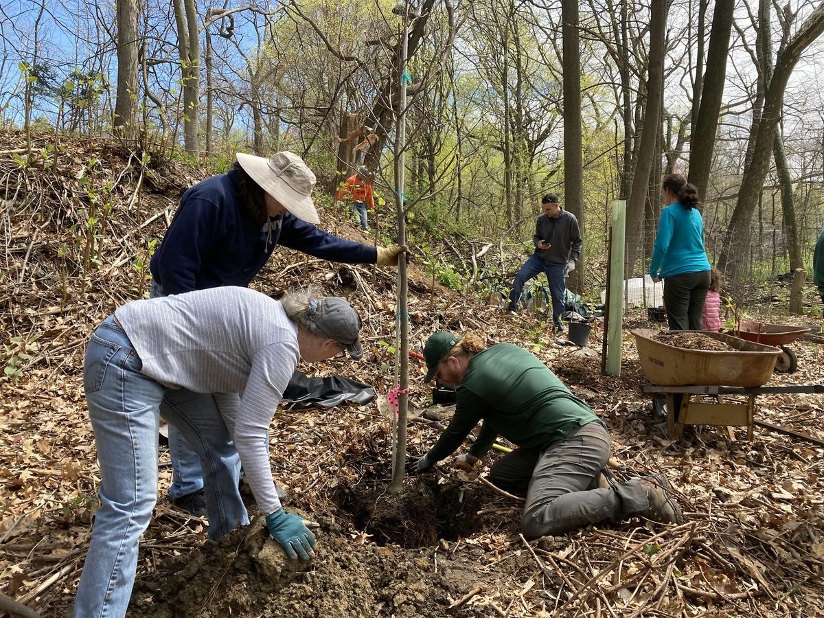 Tree Planting at Hunter Brook Preserve | Event in Yorktown Heights | AllEvents