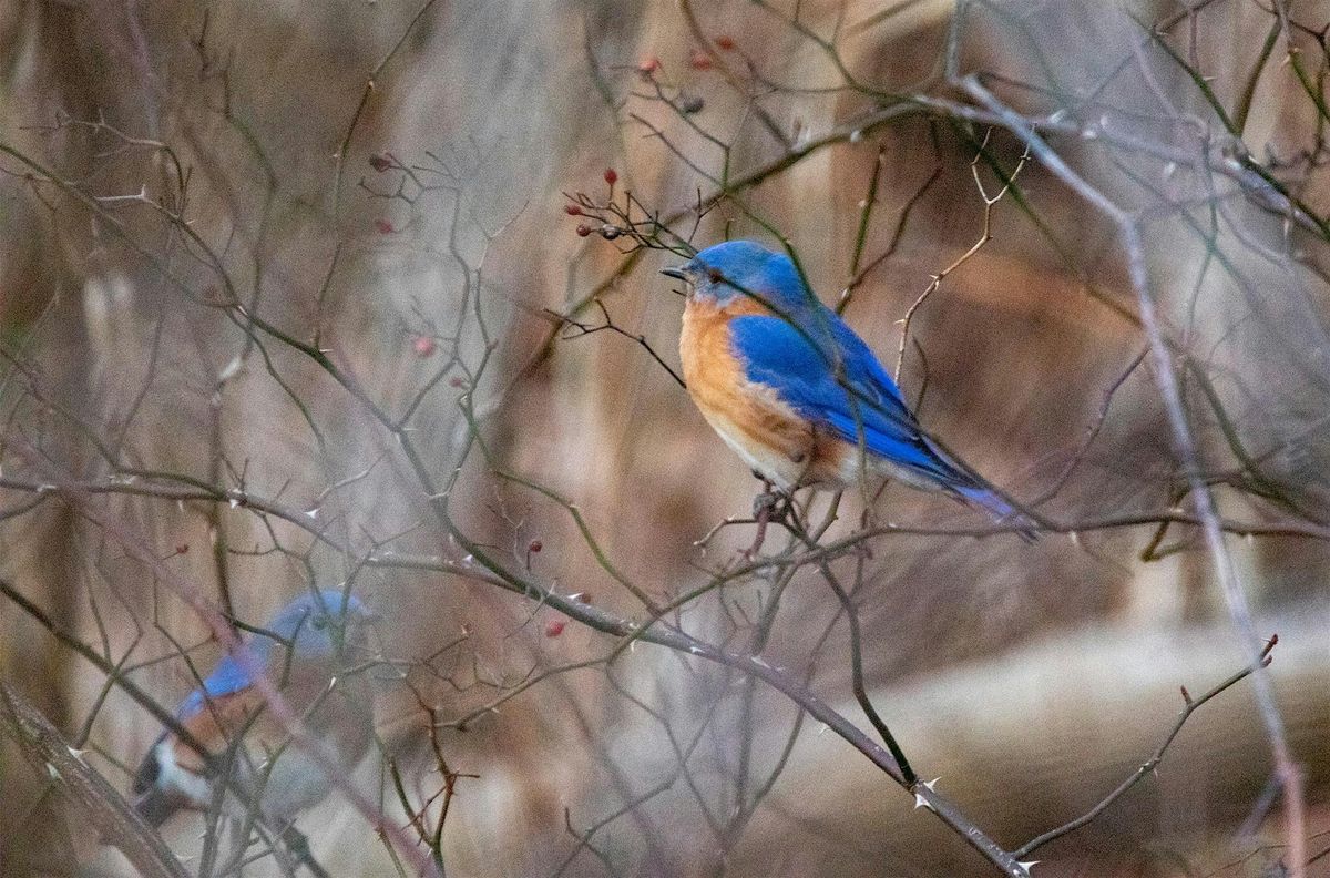 Guided Bird Hike at Short Hills - December Edition, 7 December | Event in Thorold | AllEvents