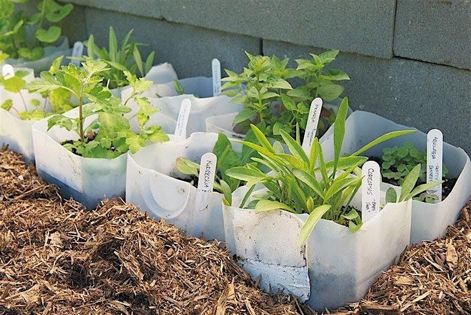 Wildflower Up-Potting with AAPS | Event in Ann Arbor | AllEvents