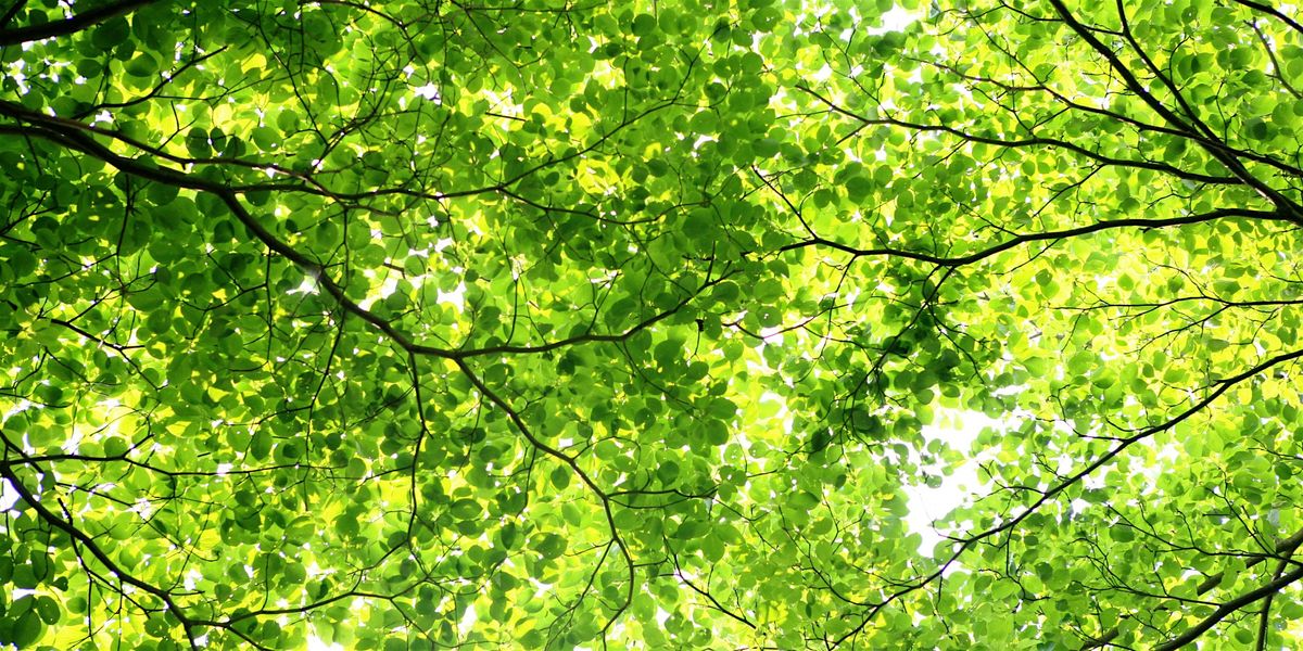 Forest Bathing: Adult Program (Ages 18+), Free Event, 31 May | Event in West Hempstead | AllEvents