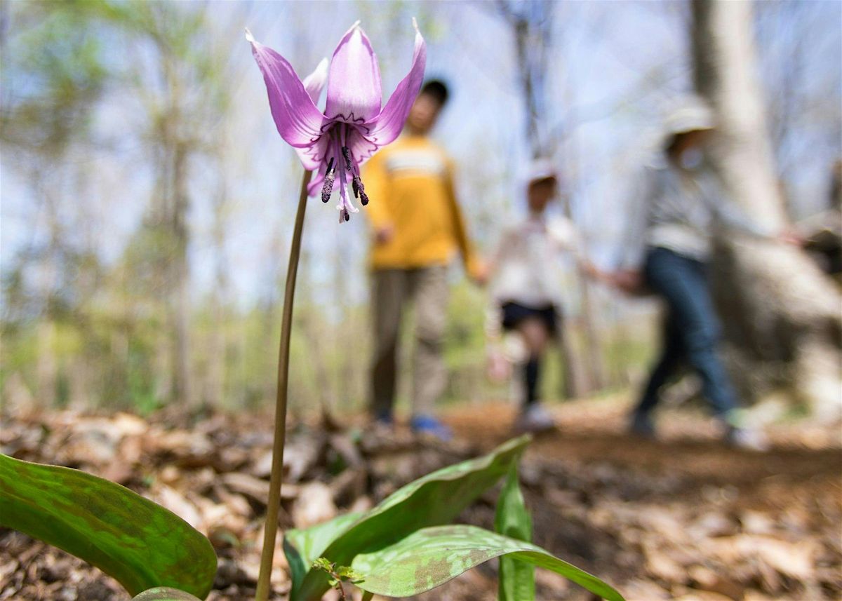 Flowers at Falls River - Family Hike, 24 May | Event in Essex | AllEvents