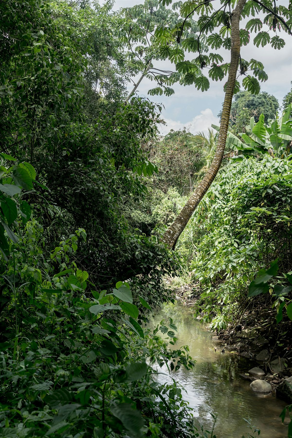 Día Mundial del Medio Ambiente  – Barrio México, Río Torres, 7 June | Event in San Jose | AllEvents