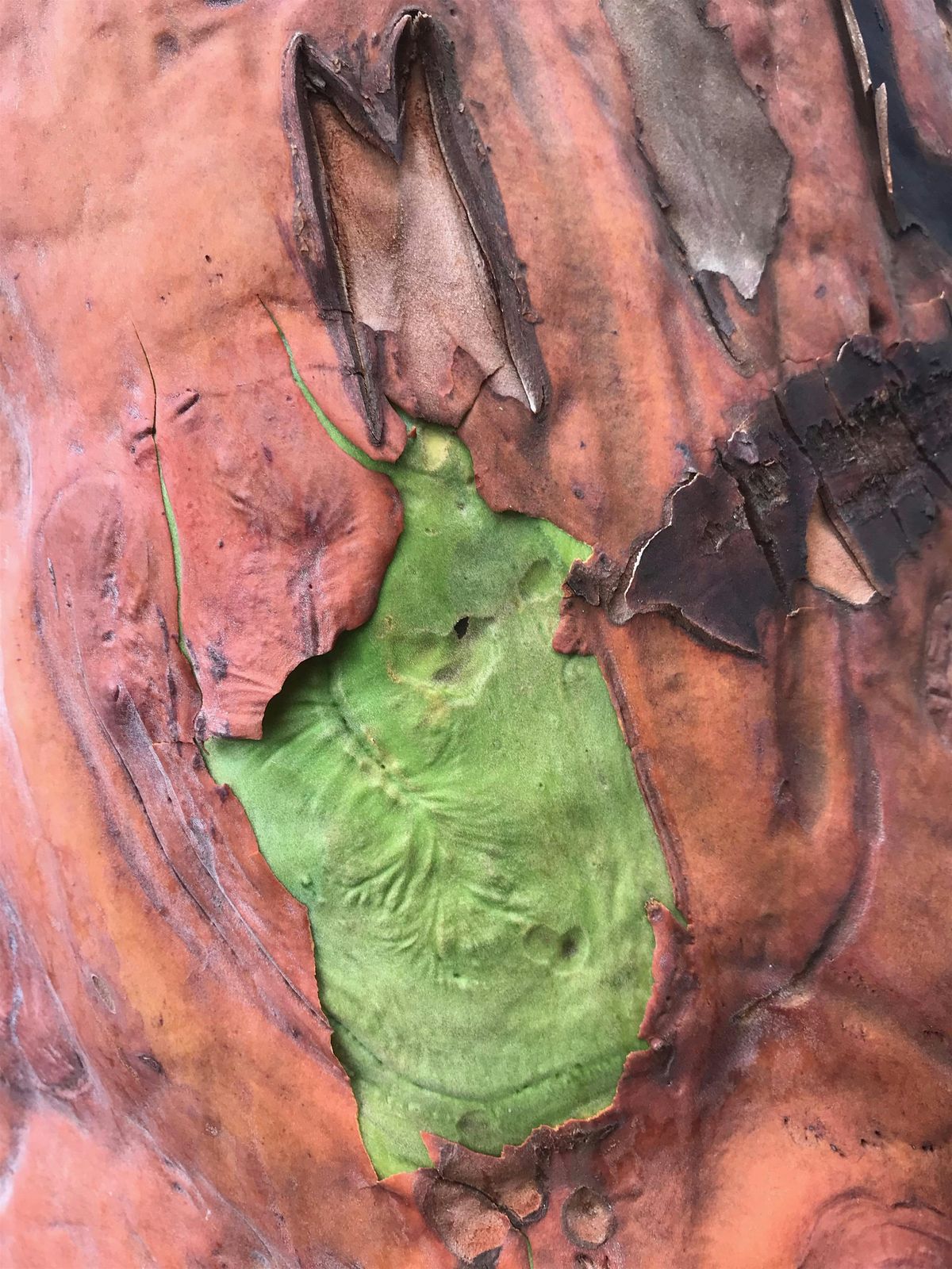 Community Hike: Fire Ecology in the ACFL, 27 June | Event in Anacortes | AllEvents