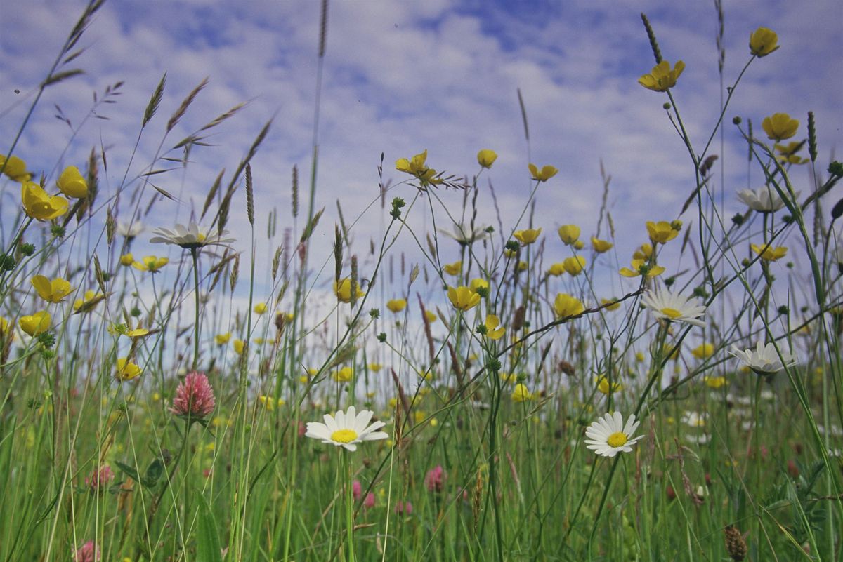 Field Identification Skills Certificate (FISC), 12 August | Event in Norwich | AllEvents