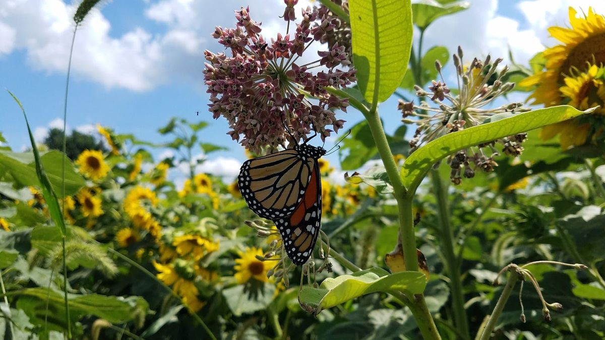 Monarch Butterfly Class, The Farmyard, Parkton, August 19 2020