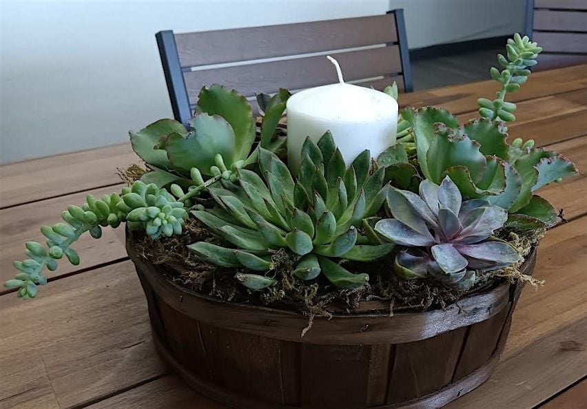 Succulent Centerpiece Workshop, 15 November | Event in San Jose | AllEvents