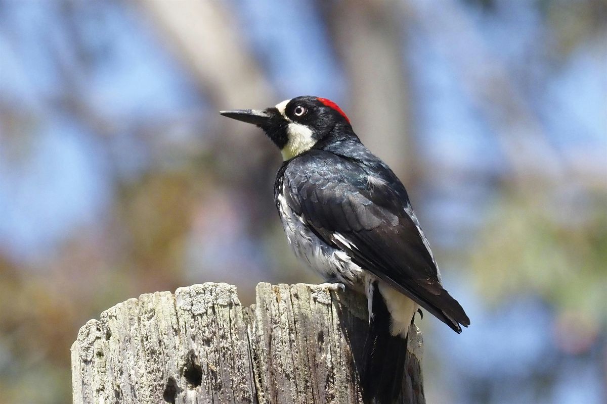 Filoli: Spring Creek Trail, 18 June | Event in Woodside | AllEvents
