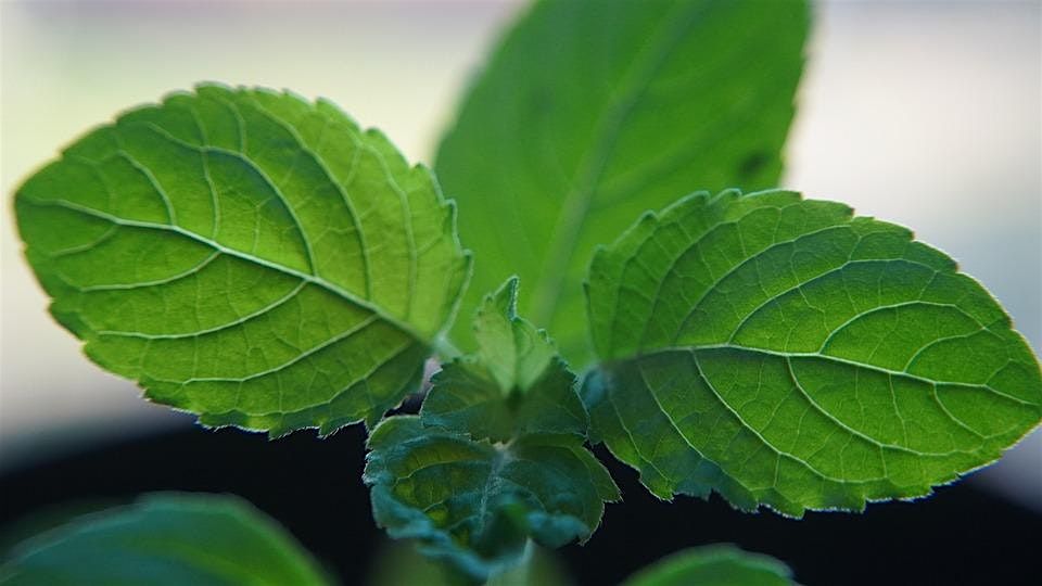 Holy Basil/Tulsi Plant Immersion Meditation, 14 September | Event in College Park | AllEvents