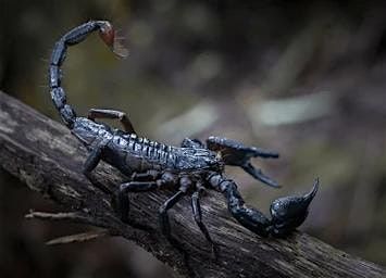 Emperor Scorpion Pinning, 13 October | Event in Salem | AllEvents