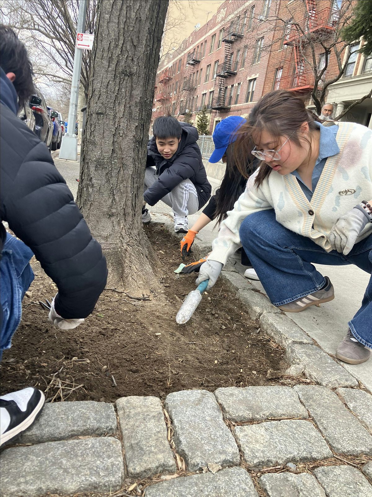 Street Tree Care in Ridgewood, 7 June | Event in Queens | AllEvents