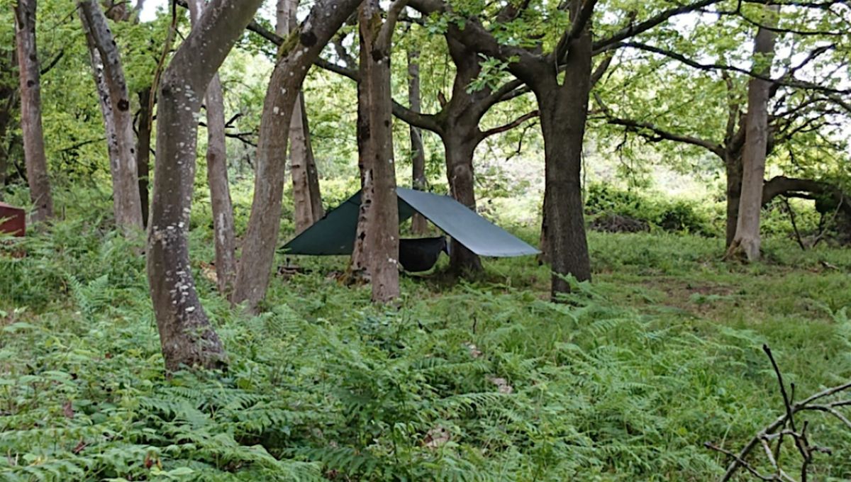 Springtime Bushcraft Day, 27 April | Event in Bristol | AllEvents